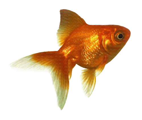 Goldfish - kostenlos png
