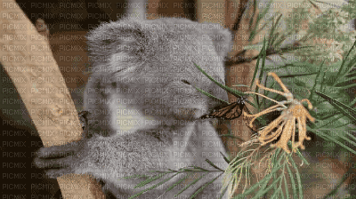 Australia animals koala bp - Gratis animerad GIF