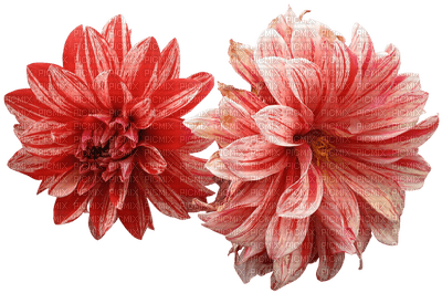 Kaz_Creations Deco Flowers Colours - Free PNG