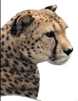 cheetah bp - png grátis