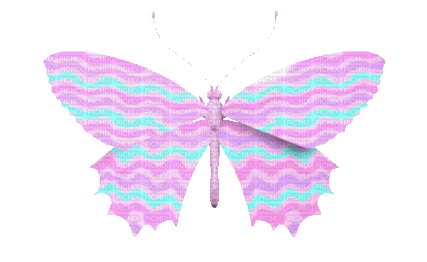 Butterfly - GIF animé gratuit