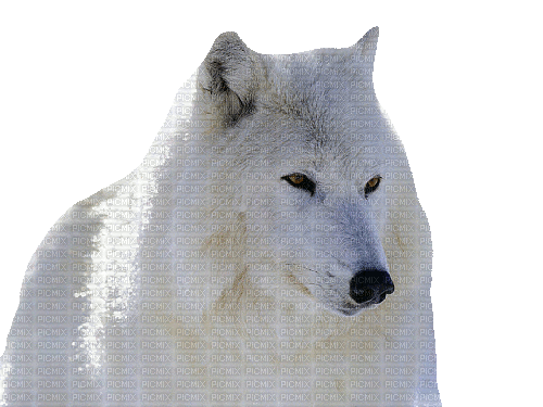 wolf winter milla1959 - 無料のアニメーション GIF