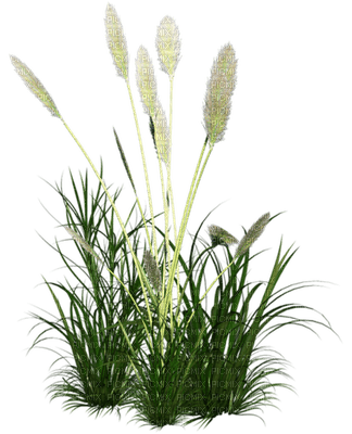 Kathleen Reynolds Grass Flowers Leafs - PNG gratuit