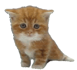 Кот - Безплатен анимиран GIF