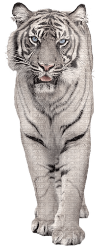 White Tiger - darmowe png