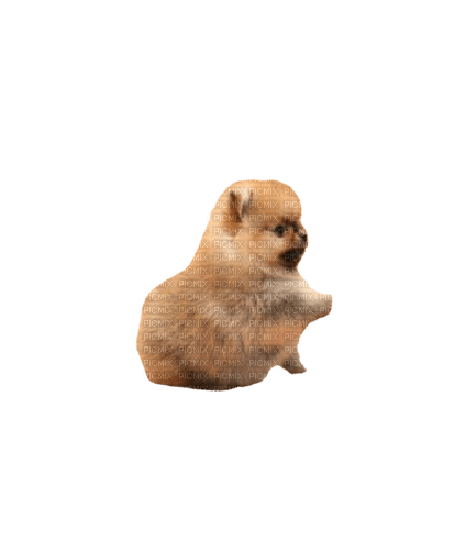 Pomeranian - PNG gratuit