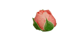 rose gif - Nemokamas animacinis gif