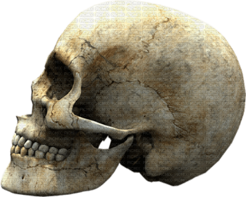 skull by nataliplus - darmowe png