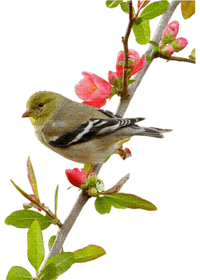 spring printemps frühling primavera весна wiosna   bird oiseau oiseaux vogel vögel birds deco tube branch zweig flower fleur garden jardin - PNG gratuit