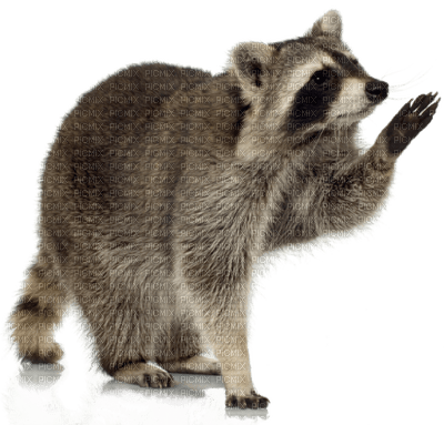 raccoon bp - kostenlos png