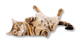 Tube Animaux Chat - kostenlos png