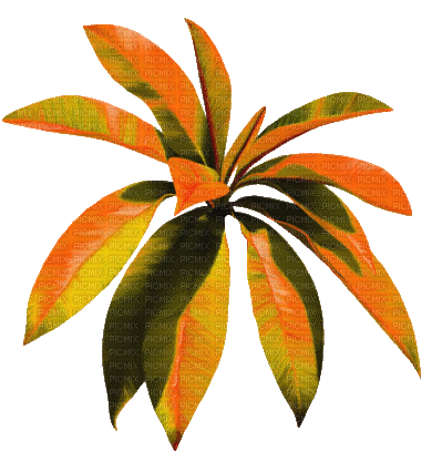 Planta de otoño - Nemokamas animacinis gif