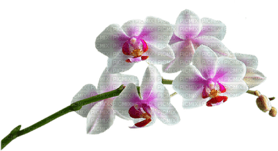 orquidea - nemokama png