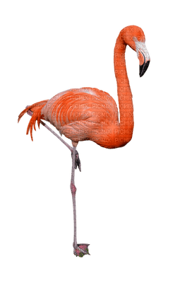 Kaz_Creations Flamingos Birds Bird - gratis png