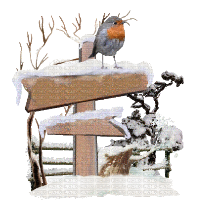 winter bird - Nemokamas animacinis gif