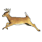 ciervo coriendo gif  dubravka4 - Ücretsiz animasyonlu GIF