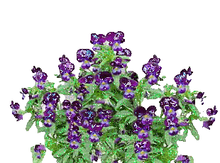violets - GIF เคลื่อนไหวฟรี