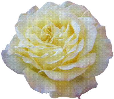 rosa branca-l - zdarma png