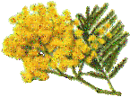 mimosa - Darmowy animowany GIF