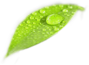 green leave png - 免费PNG