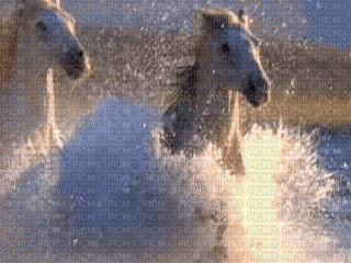 animal - Ingyenes animált GIF