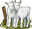 mouton - Besplatni animirani GIF