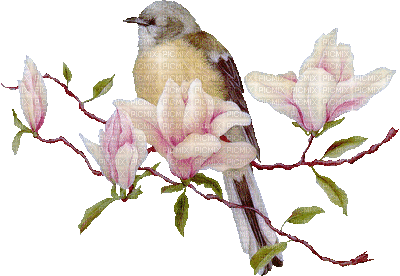 Kaz_Creations Birds Bird - Δωρεάν κινούμενο GIF