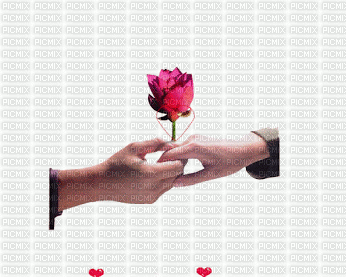 róza,uścisk dłoni - Δωρεάν κινούμενο GIF
