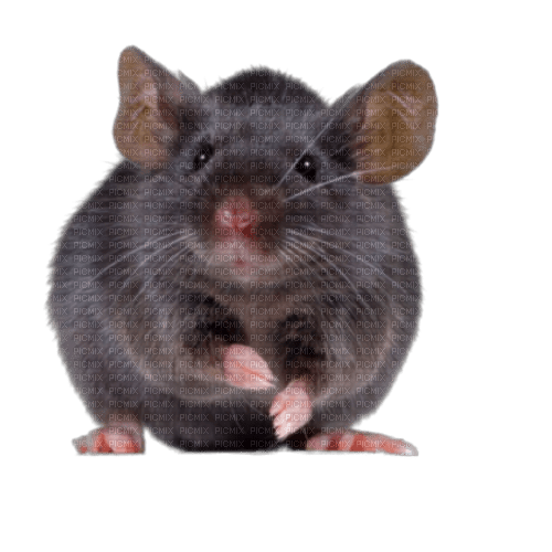 Nina mouse - безплатен png