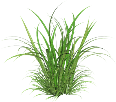 cecily-herbes - Free PNG