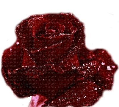 rose nataliplus - PNG gratuit