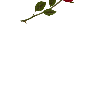 Red rose.Fleur.flower.Victoriabea - GIF animé gratuit
