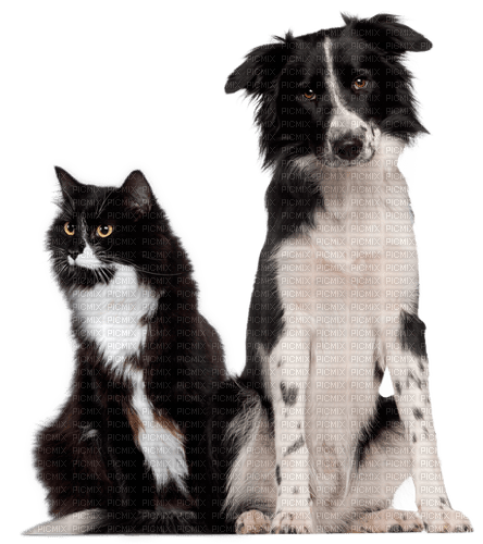 dog cat family - zdarma png