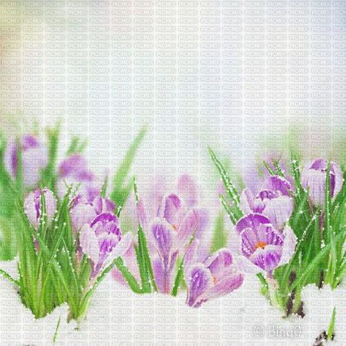 Y.A.M._Spring background - Free animated GIF