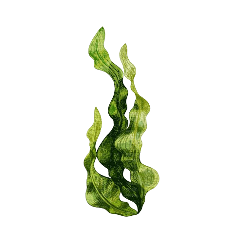 alga - nemokama png