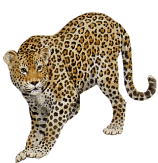 leopard bp - zadarmo png