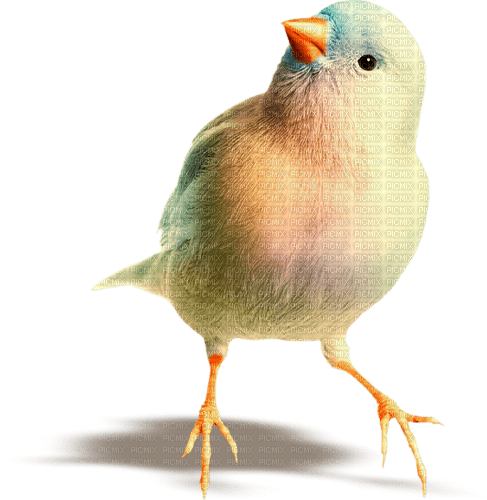 Bird - nemokama png