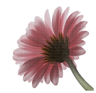 fleur,flower - png gratuito