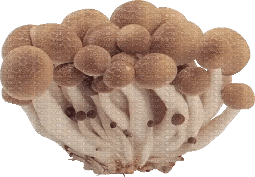 mushrooms - Darmowy animowany GIF