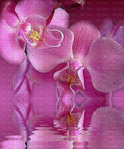 orchids pink bp - GIF animé gratuit