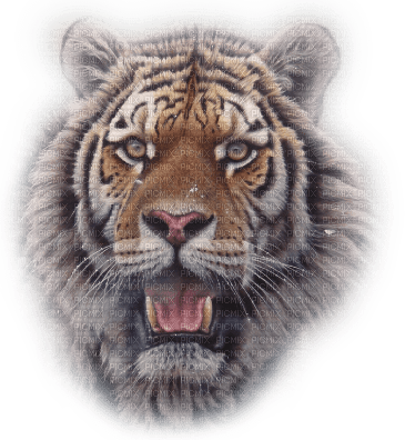 tiger laurachan - zdarma png