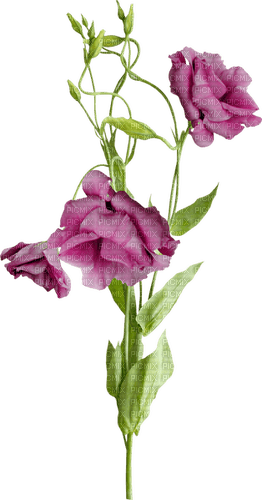 pink roses flowers sunshine3 - Free PNG