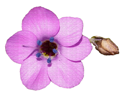 Flower #14 - PNG gratuit