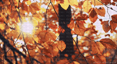 fond autumn automne - Ingyenes animált GIF