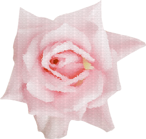 Rose Pink - PNG gratuit