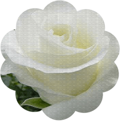 trandafir 34 - png gratis