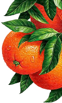 Y.A.M._Decor summer oranges fruits - png gratis