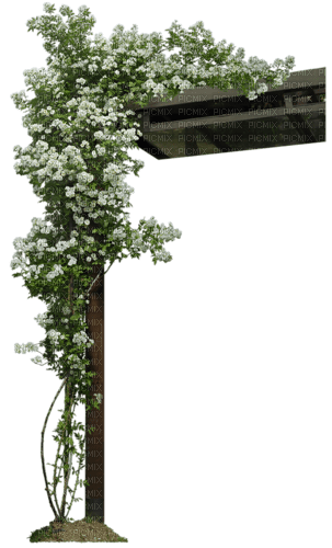 flores columna dubravka4 - фрее пнг