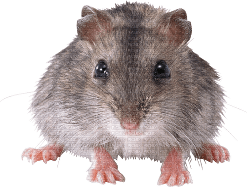 Kaz_Creations Rat-Mouse - png gratis