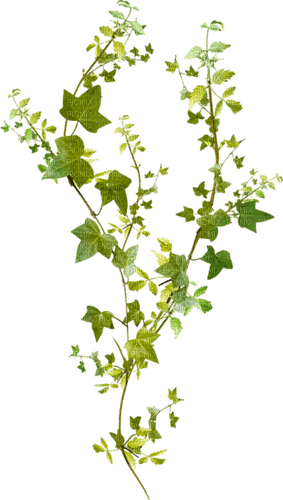 dolceluna green leaves - Free PNG